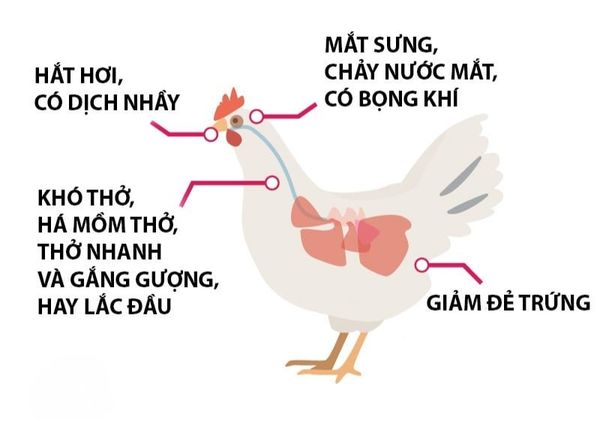 Dấu hiệu nhận biết gà bị hen