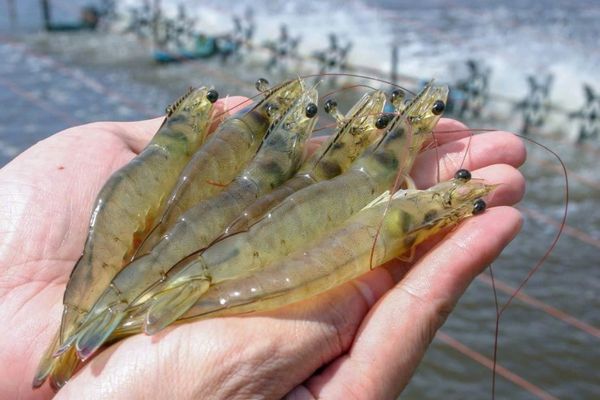 Nguyên nhân khiến tôm lột xác nhưng không cứng vỏ