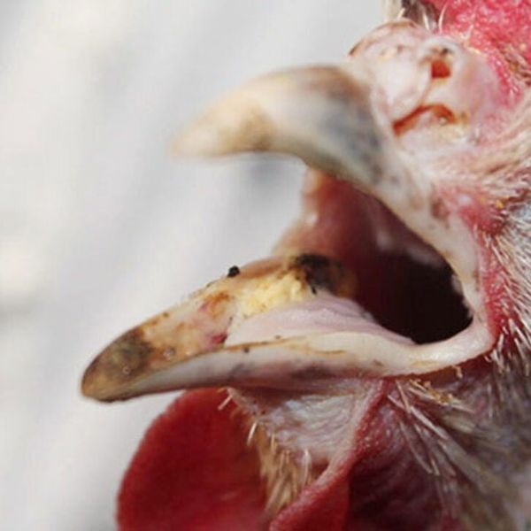 Dấu hiệu nhận biết gà bị hen