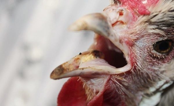 HOW TO TREAT WHEEZING IN CHICKENS - VIETVET