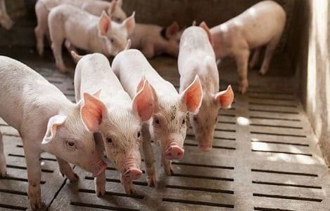 CHIẾN LƯỢC DINH DƯỠNG HIỆU QUẢ GIÚP PHÒNG TIÊU CHẢY Ở HEO CON