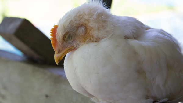 AVIAN INFLUENZA: SYMPTOMS, CAUSES AND PREVENTION