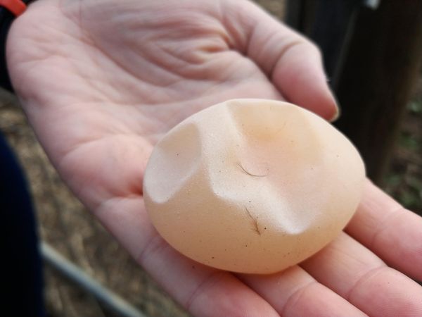 THIN-SHELLED EGGS IN LAYING HENS - vietvet