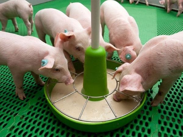 CHIẾN LƯỢC DINH DƯỠNG HIỆU QUẢ GIÚP PHÒNG TIÊU CHẢY Ở HEO CON