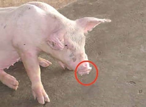 Dấu hiệu heo bị viêm phổi