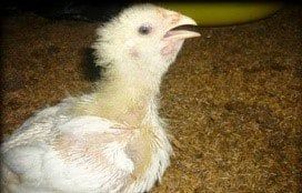 Dấu Hiệu Cho Thấy Gà Đang Mắc Bệnh Đường Hô Hấp