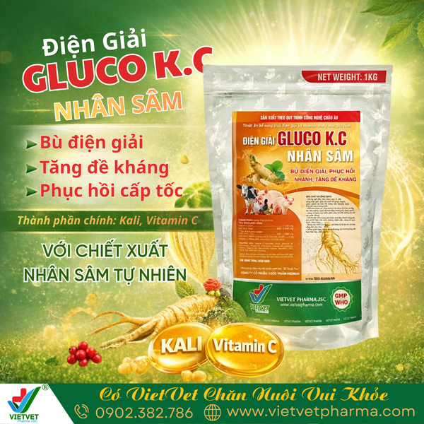 GLUCO KC GINSENG VETERINARY MEDICINE BY VIETVET