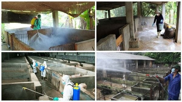 Quy trình diệt khuẩn vệ sinh chuồng trại trong chăn nuôi đúng cách