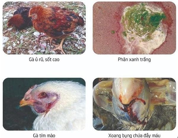 Dấu hiệu nhận biết tụ huyết trùng gia cầm