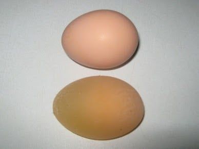 THIN-SHELLED EGGS IN LAYING HENS - vietvet