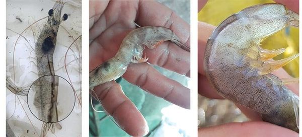 Dấu hiệu tôm có thể bị ký sinh trùng