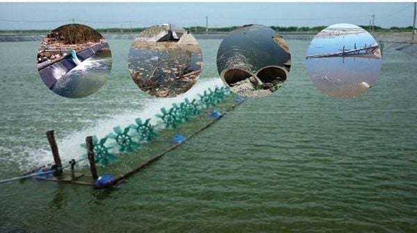 Sử dụng chế phẩm vi sinh là phương pháp xử lý nước ao nuôi an toàn giúp phân hủy chất hữu cơ và hạn chế khí độc tích tụ.