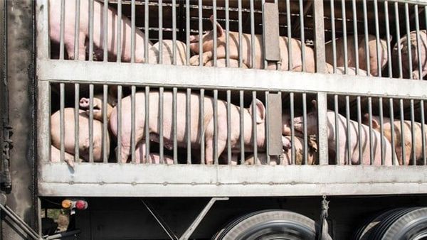 Vật nuôi sau khi vận chuyển hoặc thay đổi môi trường nuôi