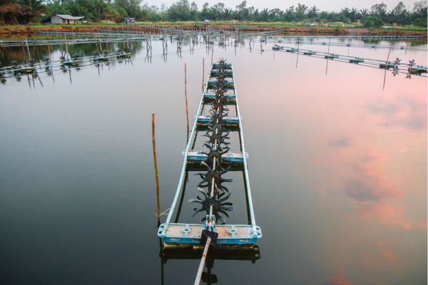 XỬ LÝ NƯỚC AO NUÔI: 7 YẾU TỐ QUYẾT ĐỊNH CHẤT LƯỢNG AO