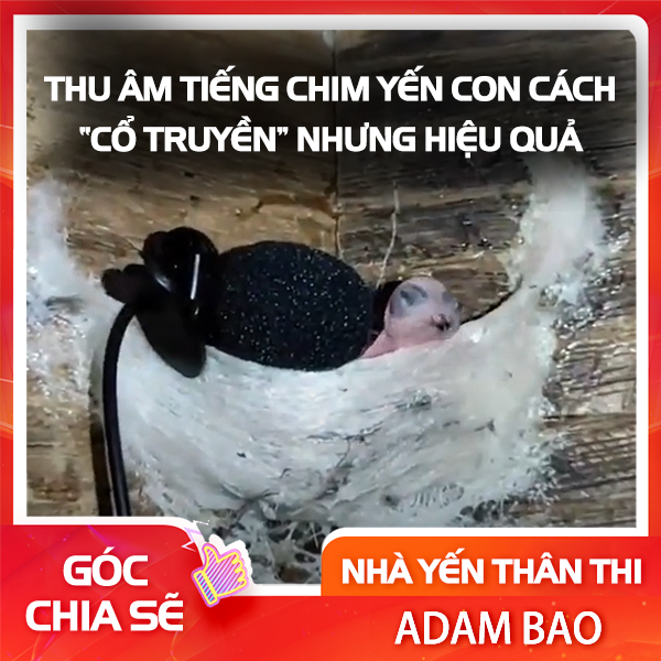 Thu âm tiếng chim yến con cho nhà yến mới ?