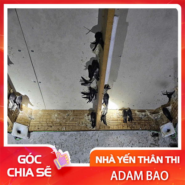 Loa Audax AX-61S của Tập đoàn Audax Indonesia