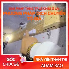GIẢI PHÁP TĂNG TỶ LỆ CHIM Ở LẠI – PHƯƠNG PHÁP DỊCH CHUYỂN TỔ GIẢ
