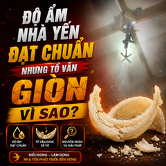 Độ ẩm nhà yến đạt chuẩn nhưng tổ vẫn giòn: Vì sao?