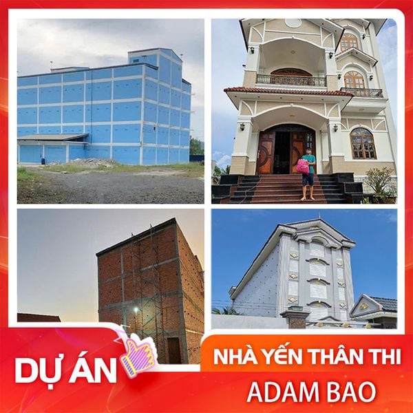 Các dự án