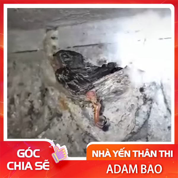 Có 2 lý do cốt lõi mà mùa sinh sản bắt buộc phải kiểm