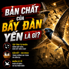 Bản chất của bầy đàn yến là gì?