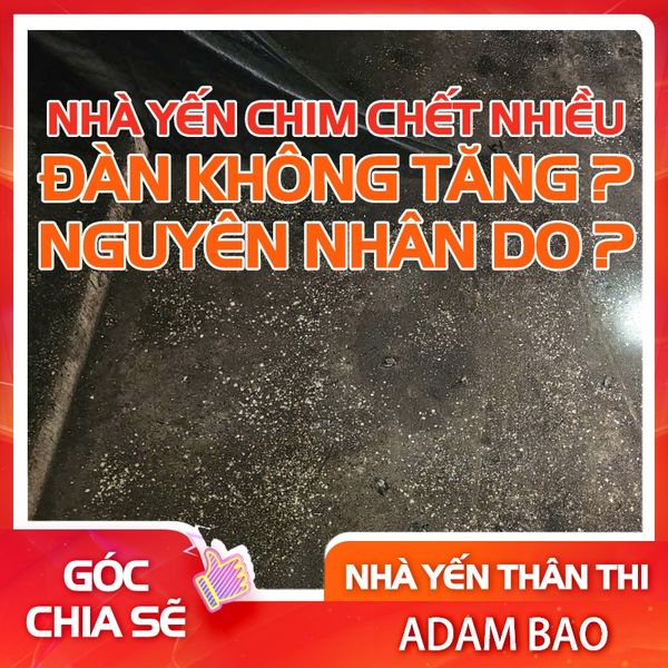 NHÀ YẾN CHIM CHẾT NHIỀU – ĐÀN KHÔNG TĂNG, NGUYÊN NHÂN DO ĐÂU?