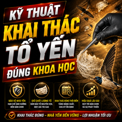 KỸ THUẬT KHAI THÁC TỔ YẾN ĐÚNG KHOA HỌC