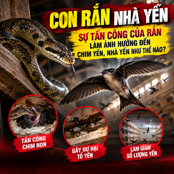 RẮN ĐỐI VỚI NHÀ YẾN NHƯ THẾ NÀO ?