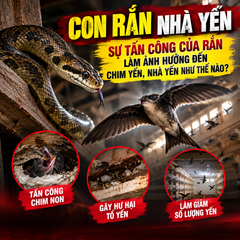 RẮN ĐỐI VỚI NHÀ YẾN NHƯ THẾ NÀO ?