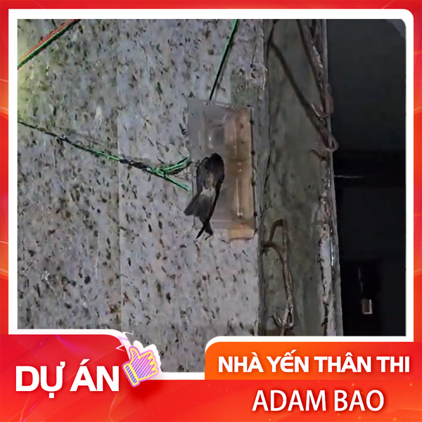 Loa nhà yến kém chất lượng sẽ ảnh hưởng ra sau?