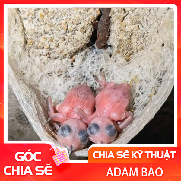 Sự phát triển chim yến từ trứng đến khi biết bay?