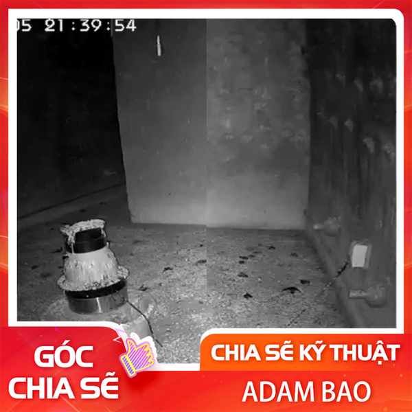 CÁCH PHÒNG CHỐNG CHIM YẾN CHẾT Ở TRONG NHÀ VÀ NGOÀI NHÀ YẾN