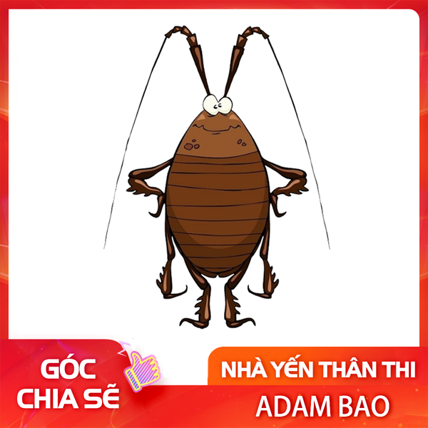 Con gián là cái thể loại phá hoại số 1 trong nhà yến.