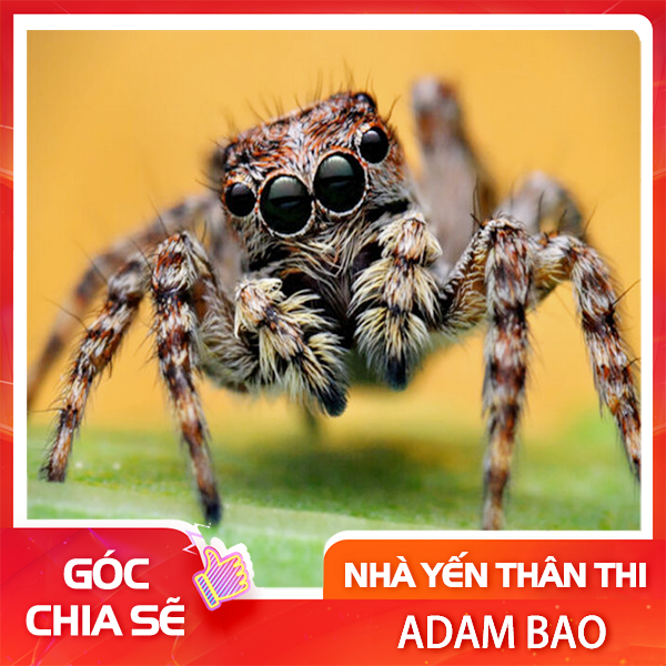 Con nhện trong nhà yến