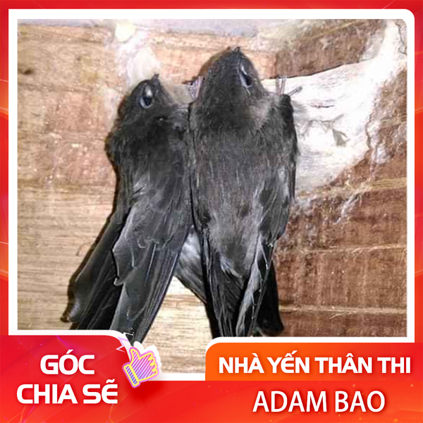 chu kỳ nhạy cảm nhất của nhà yến