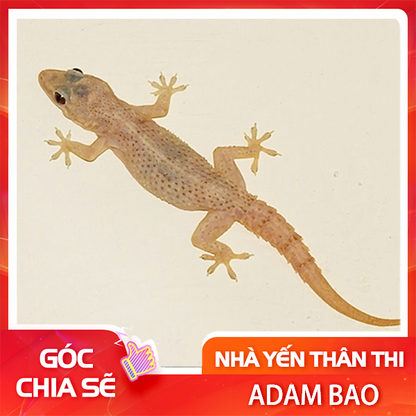 Thằn lằn mối nguy hại cho nhà yến