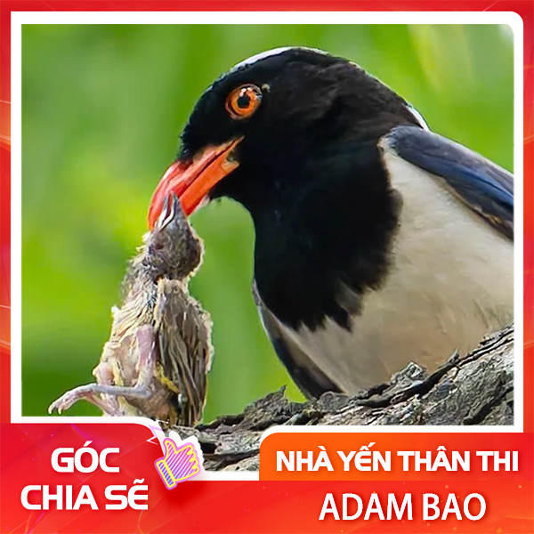 Chim phượng hoàng đất có thể ăn chim yến ?