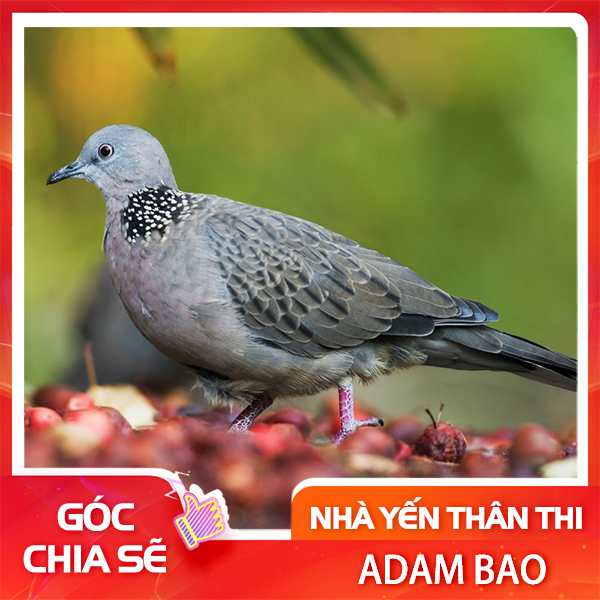 Chim cu vào nhà yến có ảnh hưởng đến chim yến không?