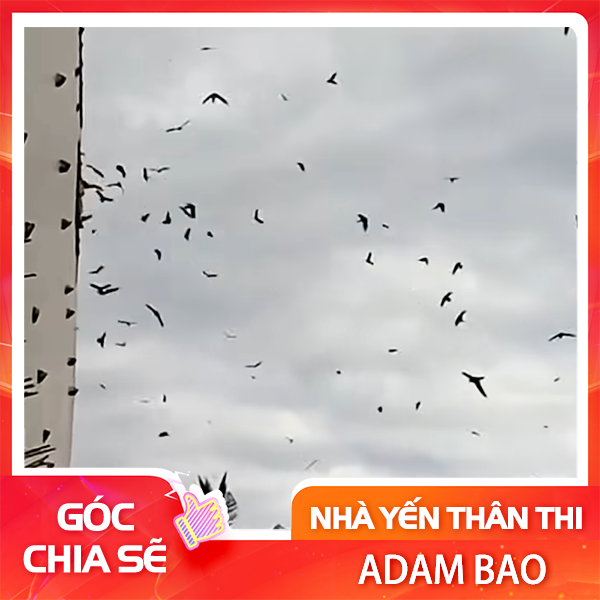 Những hiệu ứng cho thấy chim yến đổ gục vì âm thanh