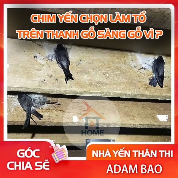 chim yến chọn làm tổ trên thanh gỗ sàng gỗ vì?