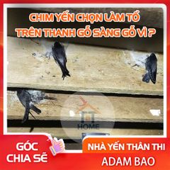 chim yến chọn làm tổ trên thanh gỗ sàng gỗ vì?