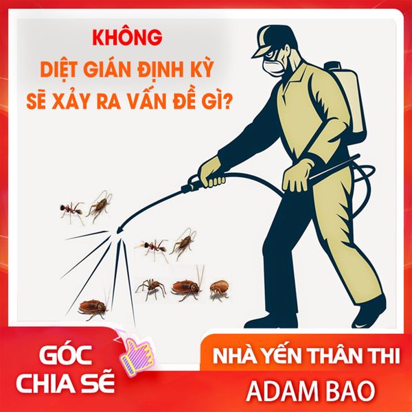 Không diệt gián định kỳ sẽ xảy ra vấn đề gì?