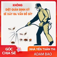 Không diệt gián định kỳ sẽ xảy ra vấn đề gì?