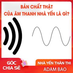 Bản chất thật của âm thanh nhà yến là gì?