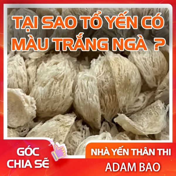 TẠI SAO TỔ YẾN CÓ MÀU TRẮNG NGÀ  ?