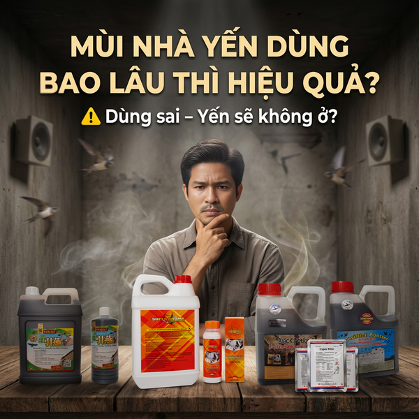 Mùi Nhà Yến Dùng Bao Lâu Thì Hiệu Quả? Cách Dùng Đúng Tránh Bỏ Nhà