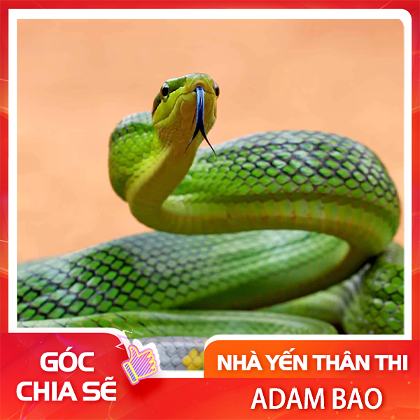 Rắn lục đuôi xanh thiên địch nguy hiểm nhất nhà yến