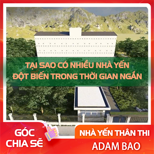 Tại sao có nhiều nhà yến đột biến trong thời gian ngắn?