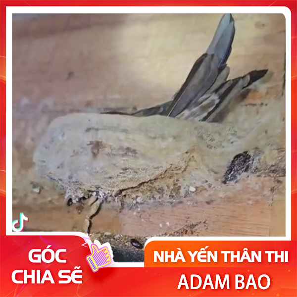 Tổ yến bị nhiễm khuẩn hoặc nhiễm nấm do đâu?