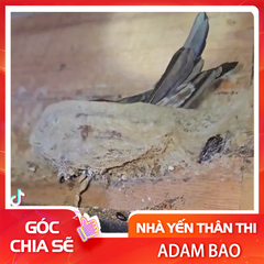 Tổ yến bị nhiễm khuẩn hoặc nhiễm nấm do đâu?